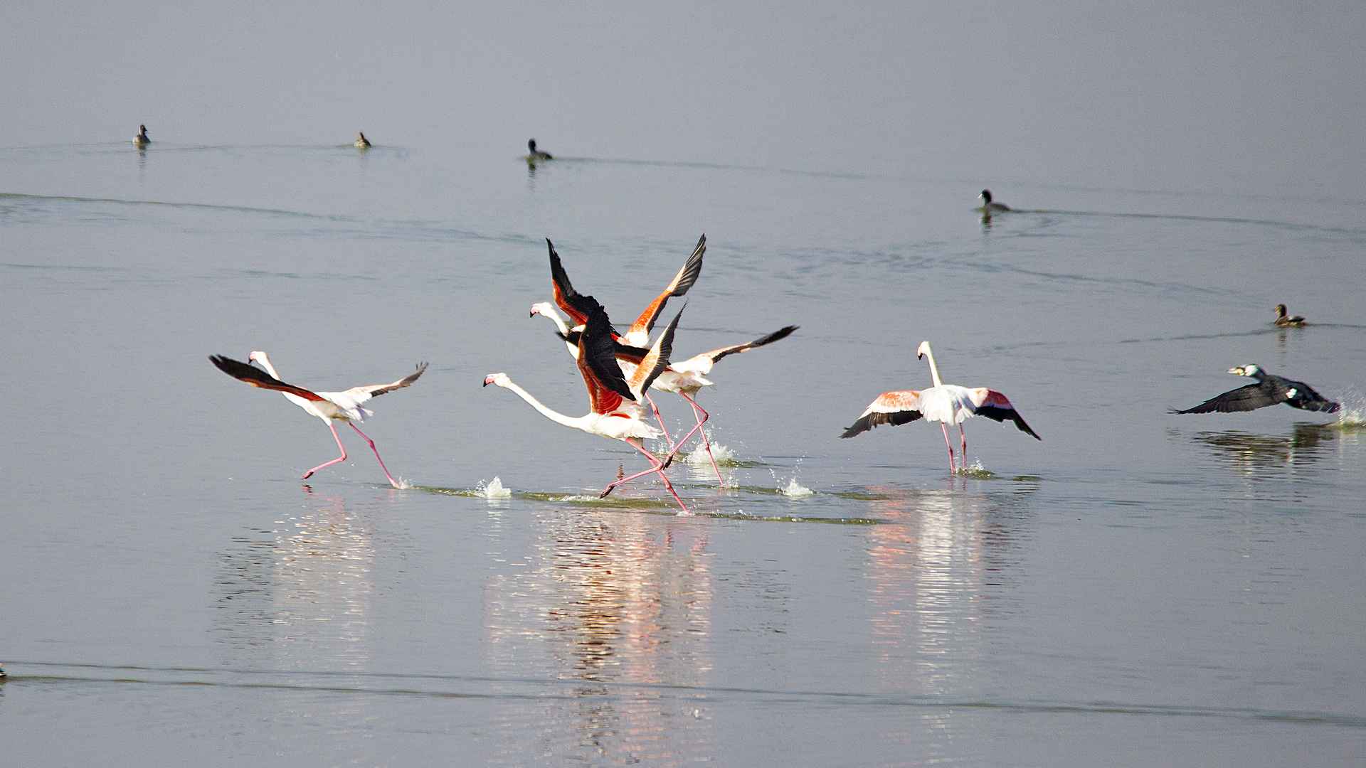 Flamingo